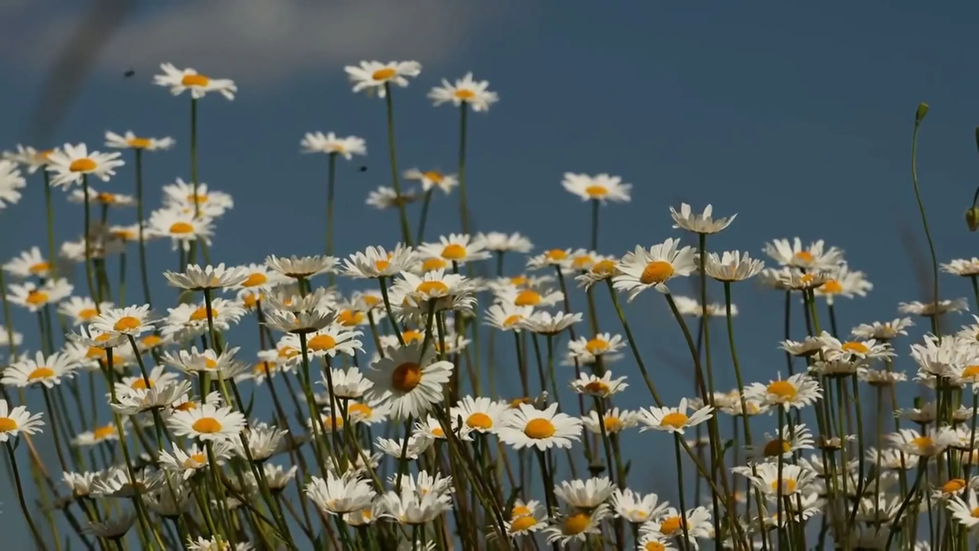 Un campo de manzanilla en flor visto desde arriba