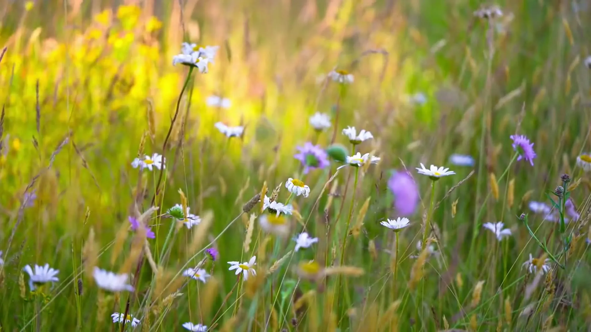 Un prado de flores silvestres a la luz del atardecer